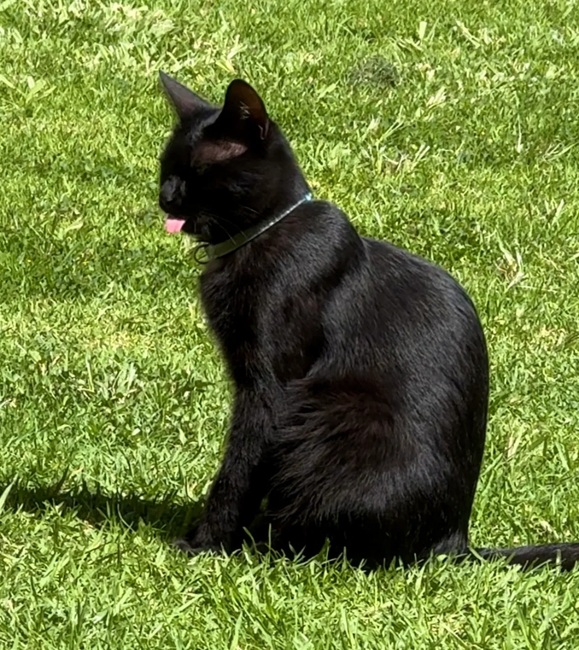 Tongue